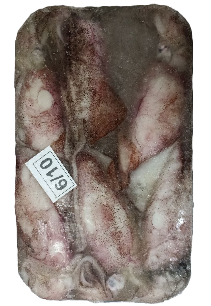Squid Whole B 6-10 Whole Local
