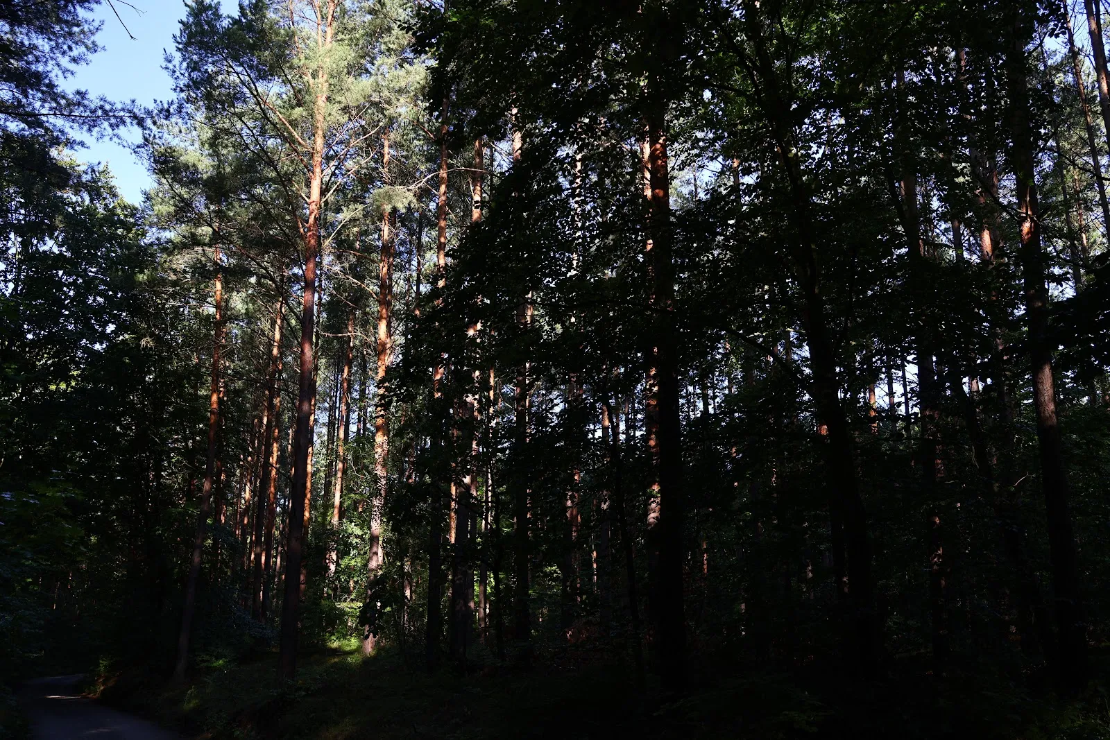 Tall Pine Forest Trees - Nature Photography 5K Wallpaper (6000x4000)