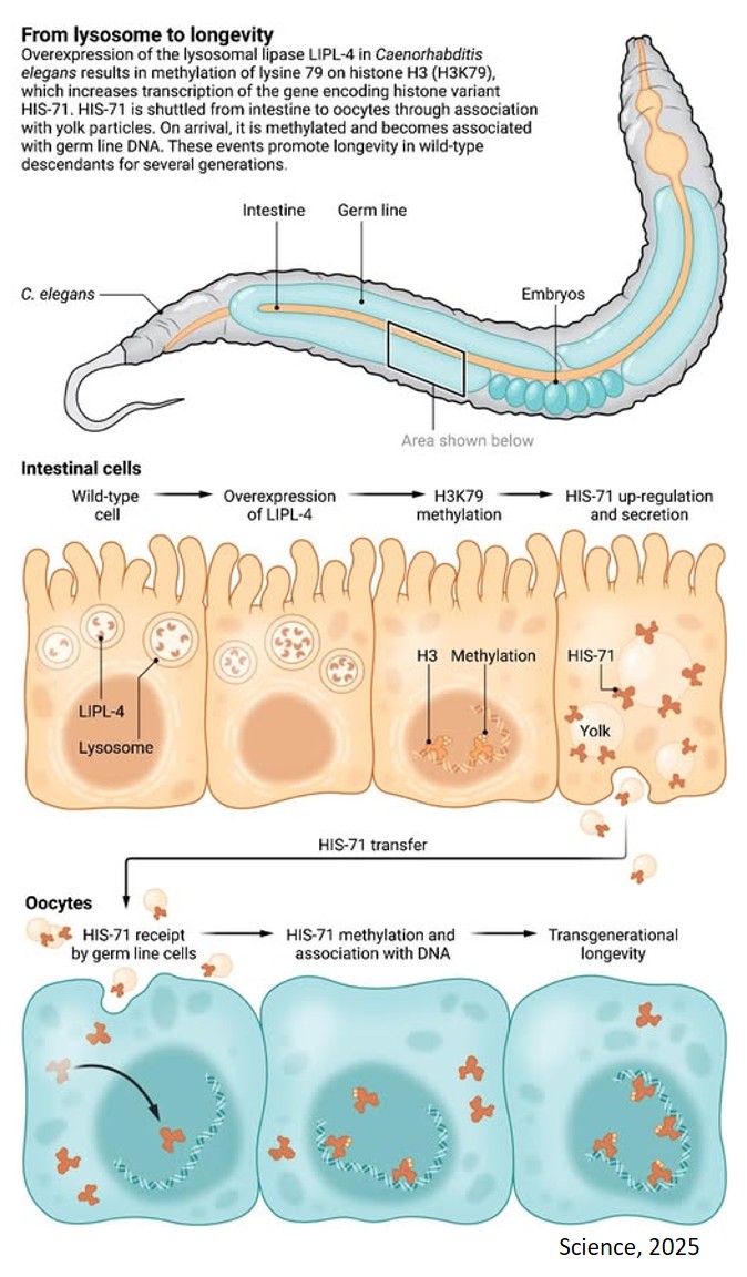 How longevity is inherited across generations