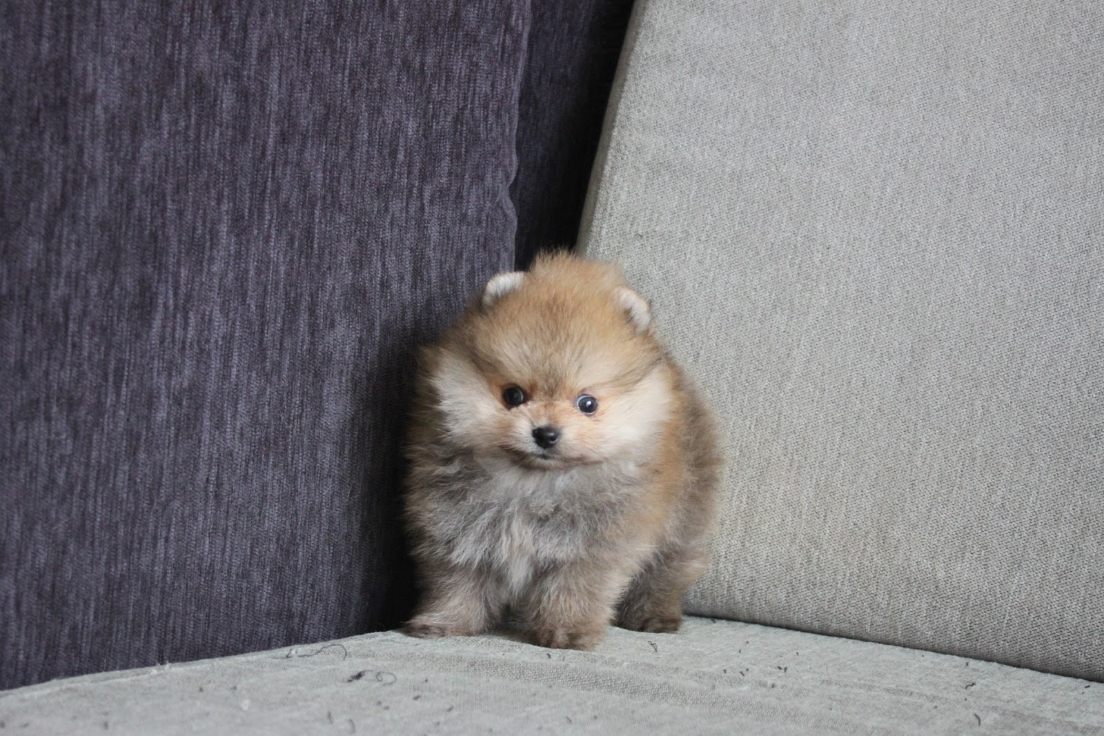 1/10出生 高端優質近茶杯奶油棕松鼠博美弟弟