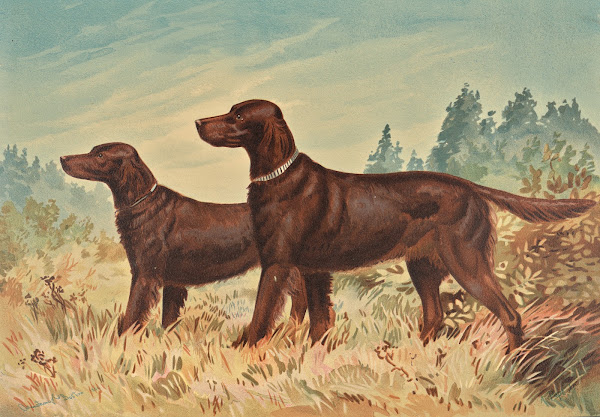 Two standing Flatcoated Retrievers facing left 1880 13863x9637 (1)