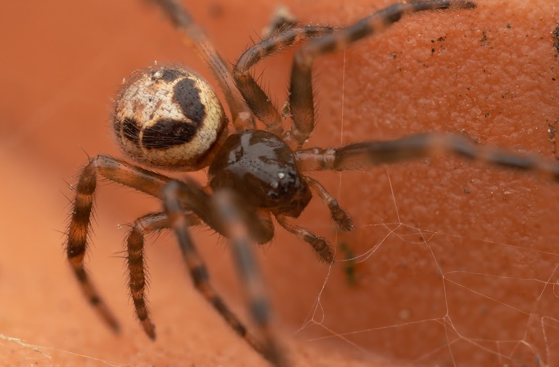 Steatoda nobilis
