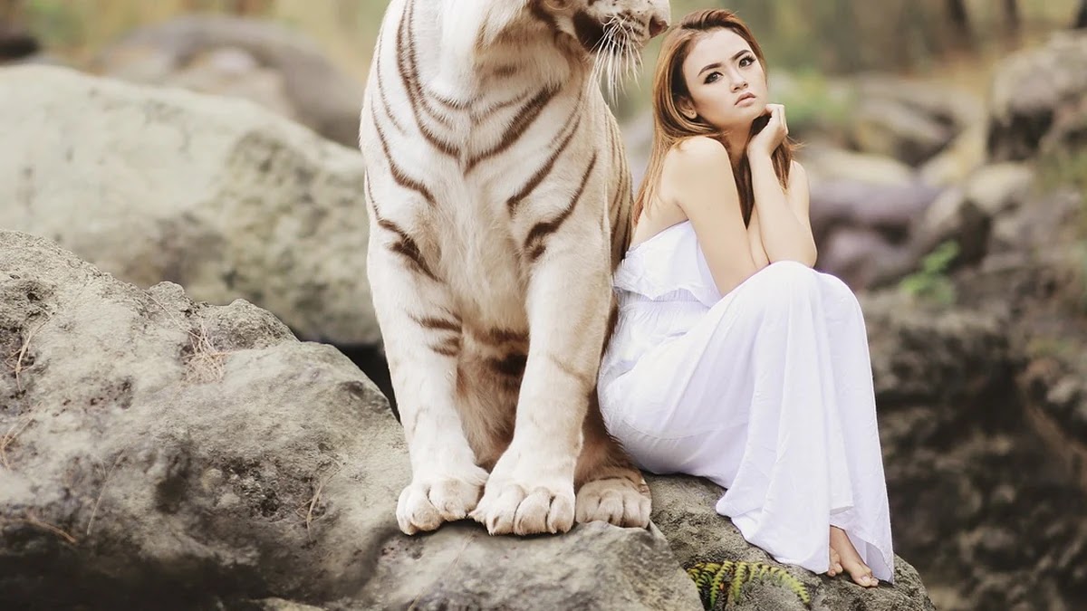 호랑이 굴에 가야 호랑이 새끼를 잡는다 속담의 심리학적 의미와 사회적 배