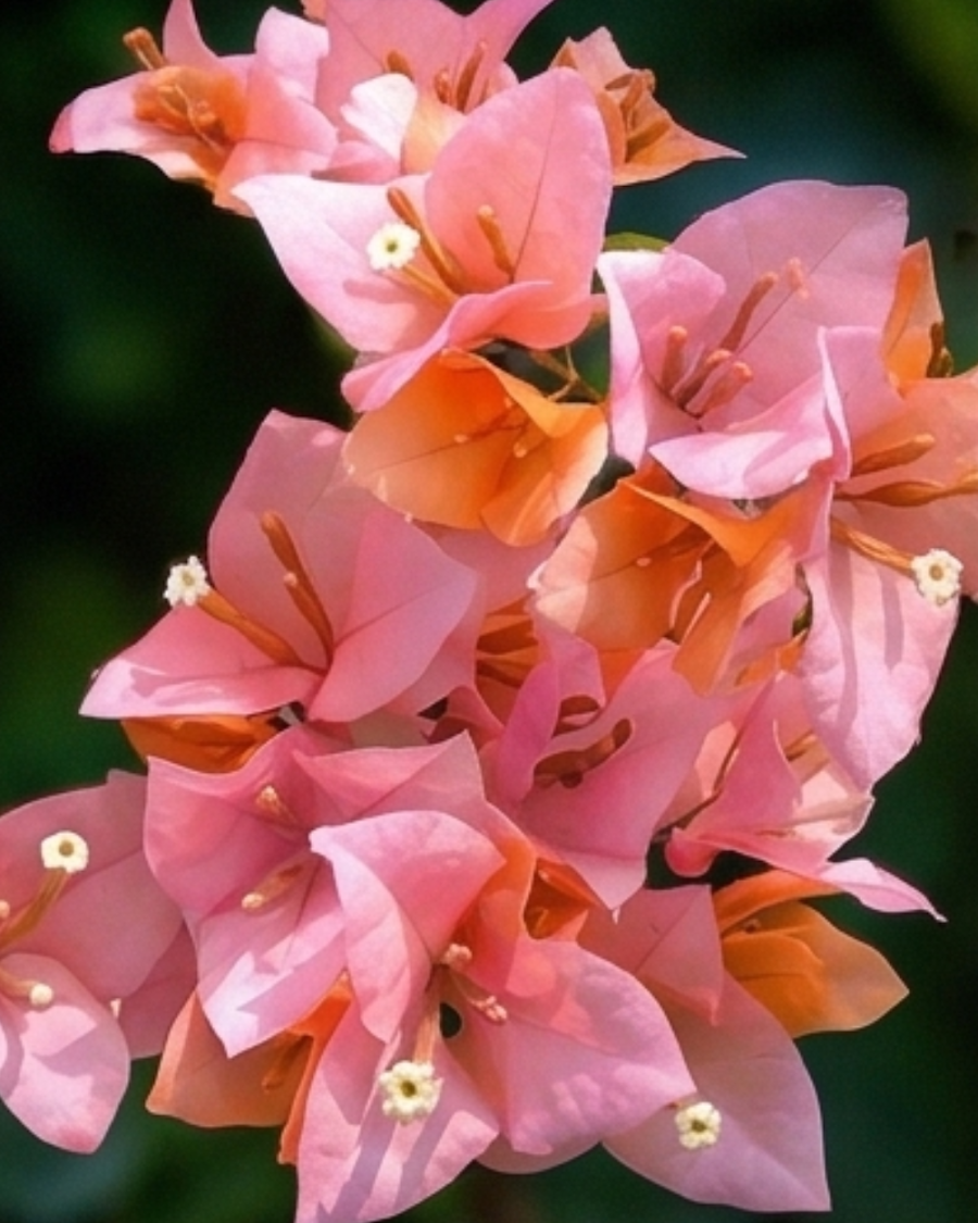 Imported Huge Evan Bougainvillea Plant — view 3