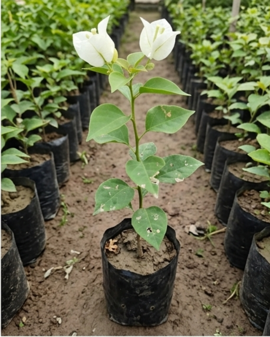 Imported Chilli White Bougainvillea Plant — view 2