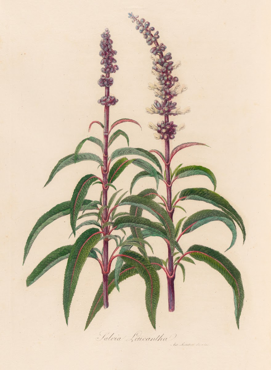 Salvia Leucantha 1818 1824