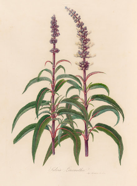 Salvia Leucantha 1818 1824