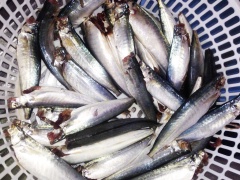 Cá làm sạch bỏ đầu (rửa với rượu và muối khử tanh).