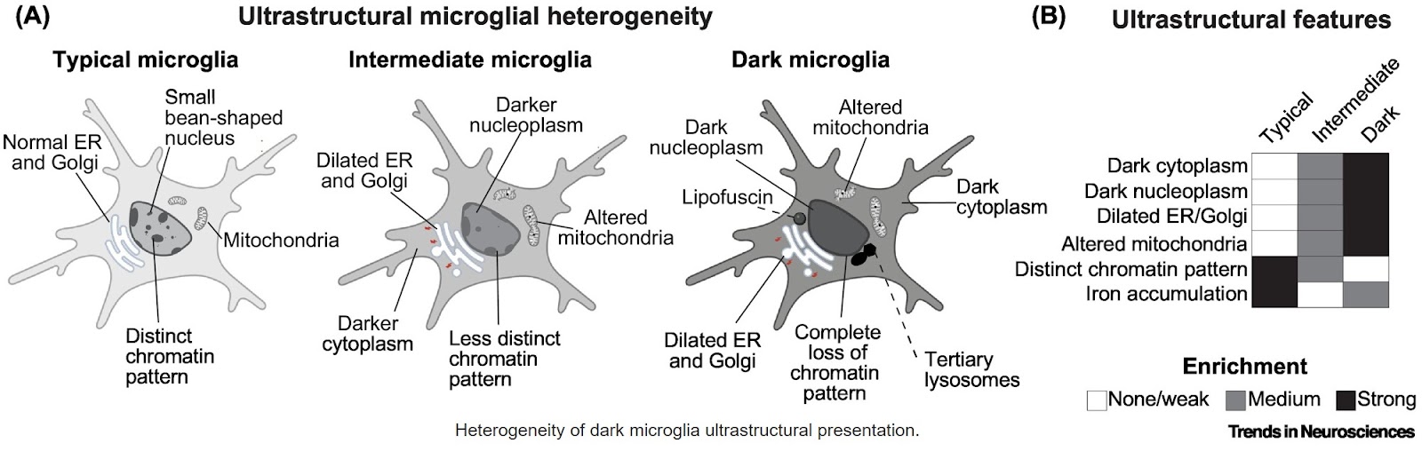 Evolving insights into the identity and function of dark microglia
