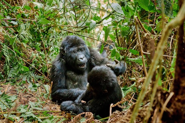 Bwindi frame 28