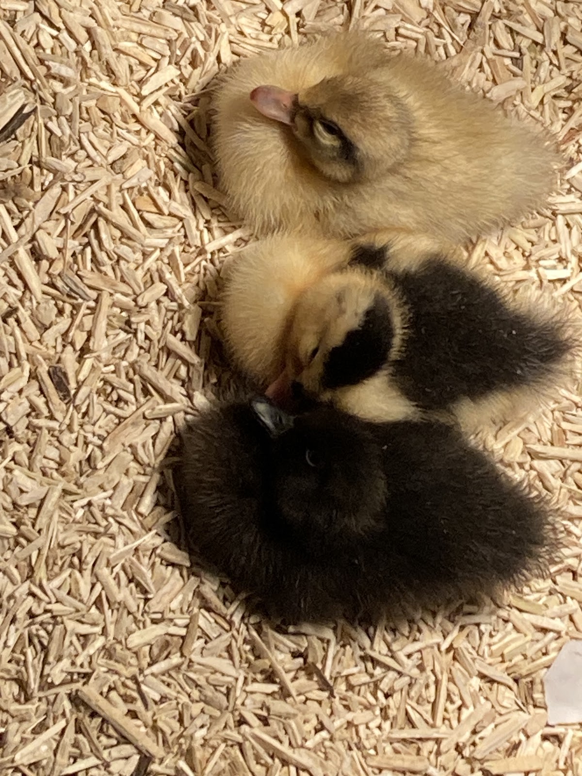 Cayuga Duckling, Welsh Harlequin Duckling, Magpie