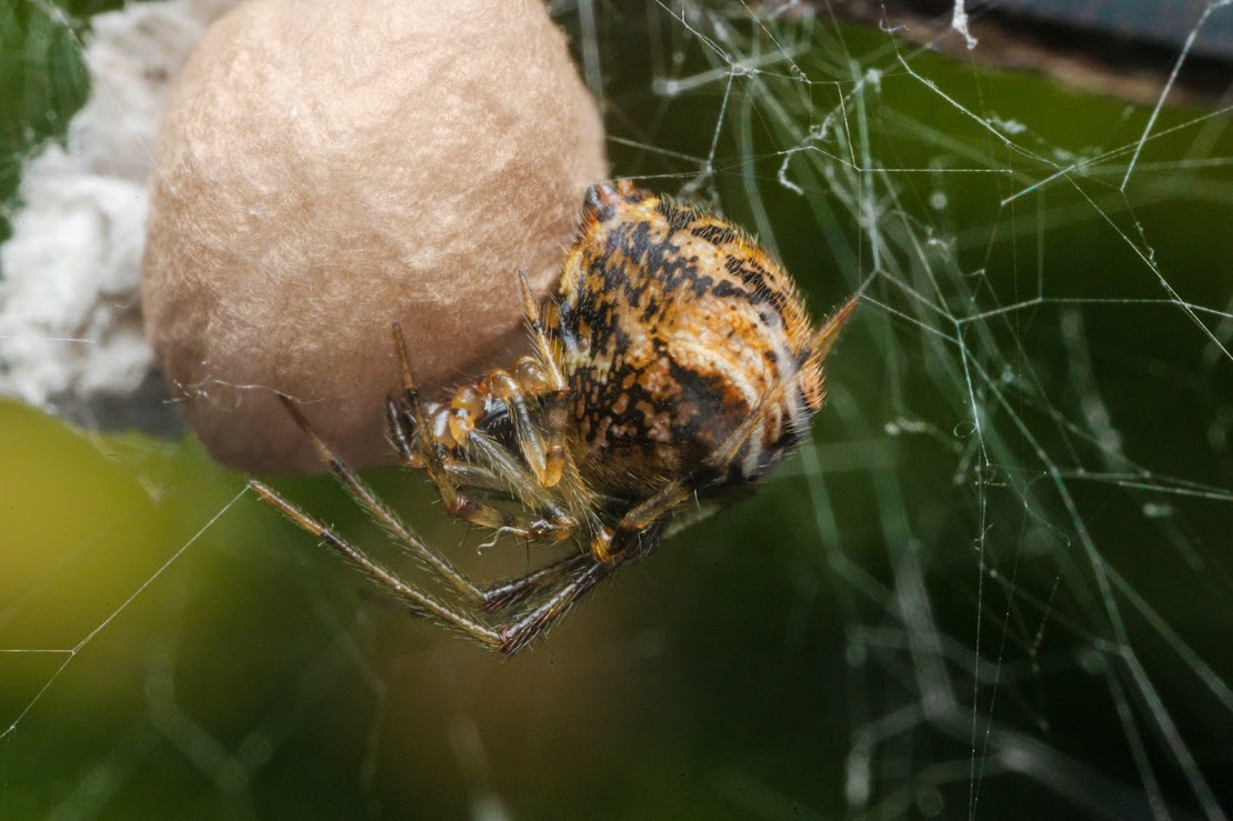 Parasteatoda sp.