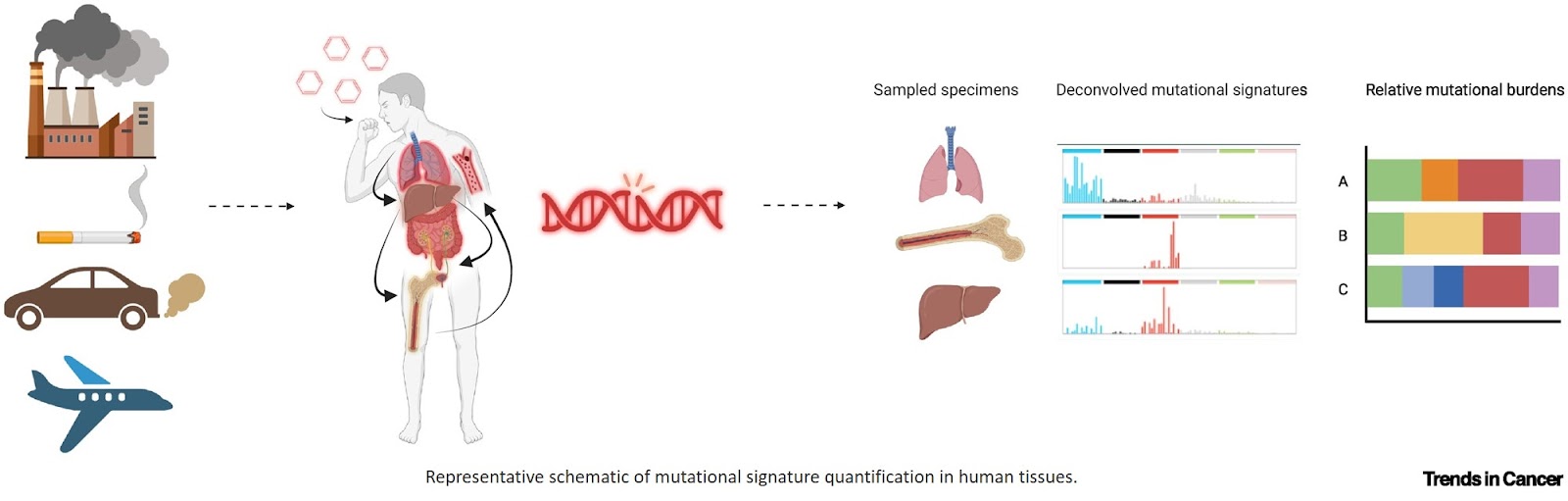 Toward mutational epidemiology: using mutational signatures of environmental exposures to assess cancer risk