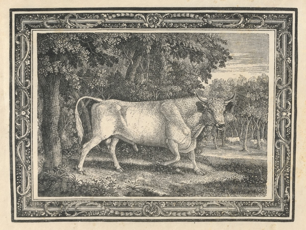 The Wild Bull of Chillingham 1781