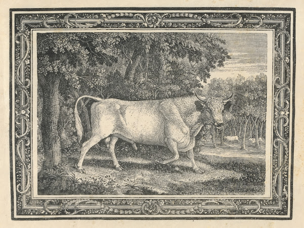 The Wild Bull of Chillingham 1781
