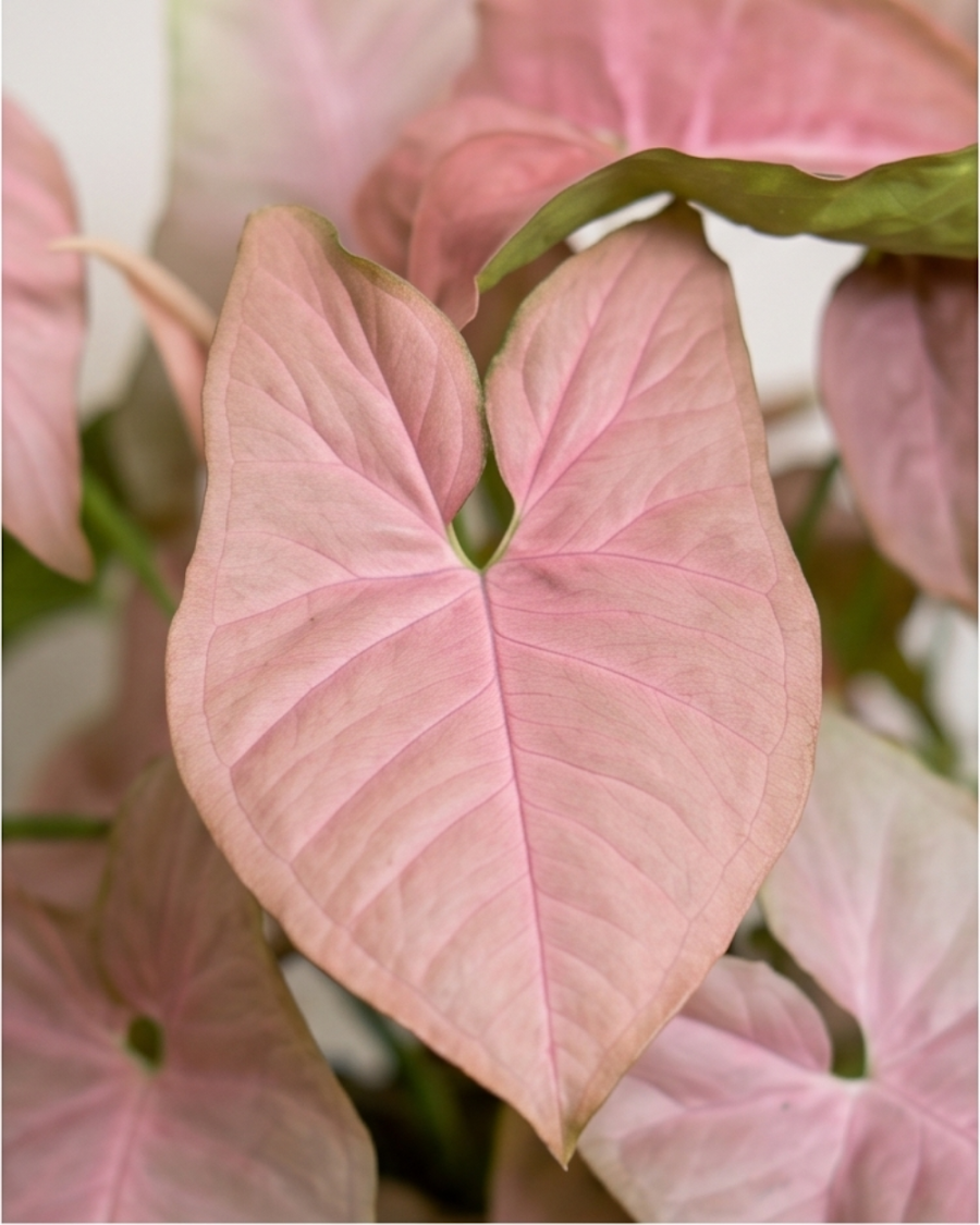 Syngonium Pink Indoor Plant — view 4