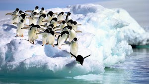 Penguins Wallpaper