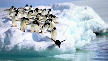 Penguins Wallpaper