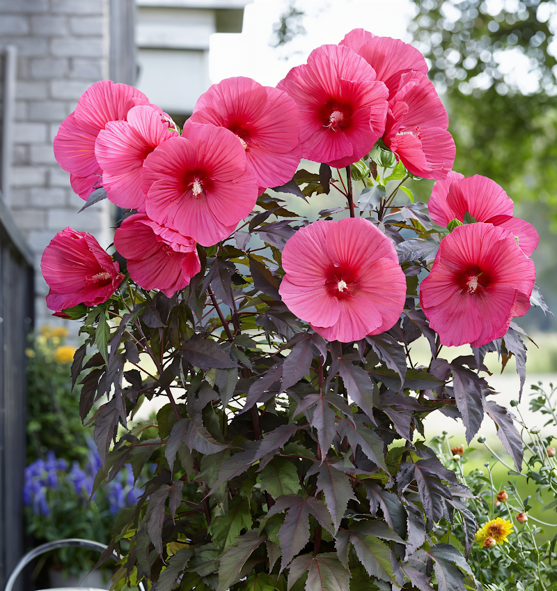 Hibiscus moscheutos 'Carousel Pink Passion' in piena fioritura in un giardino acquatico