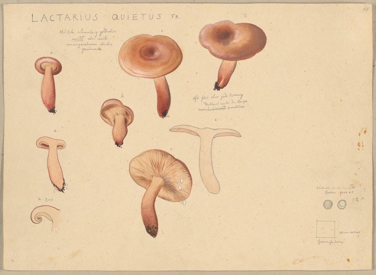Lactarius quietus Fr 1915 1945