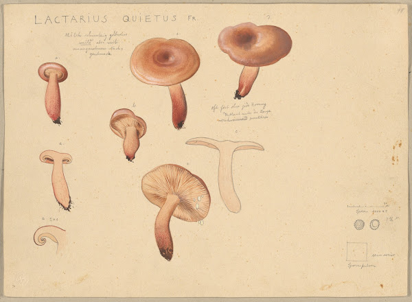 Lactarius quietus Fr 1915 1945