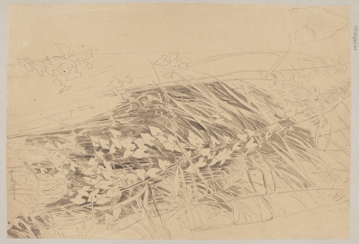 Study of Grass and Convolvulus 1870