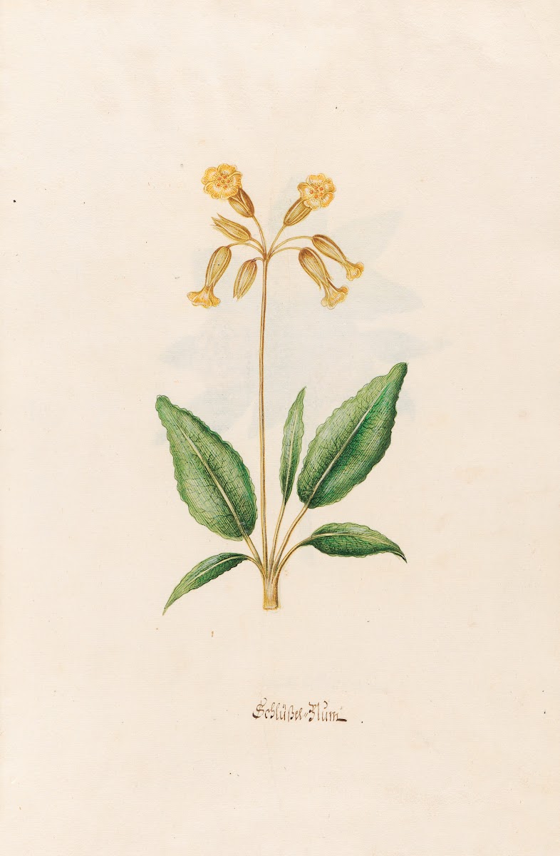 SchlüsselBlüm 1692