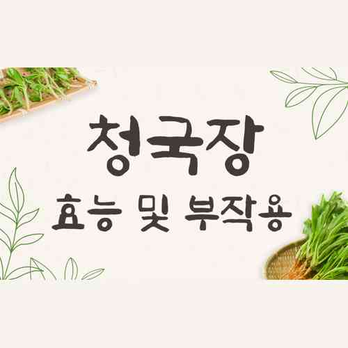 청국장 효능, 부작용, 칼로리 완벽 정리! 가루와 환 선택법까지