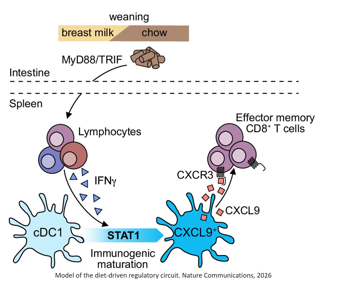 Peri-weaning, diet-induced activation of an IFNγ-mediated regulatory circuit promotes cDC1 maturation and CD8+ T cell differentiation