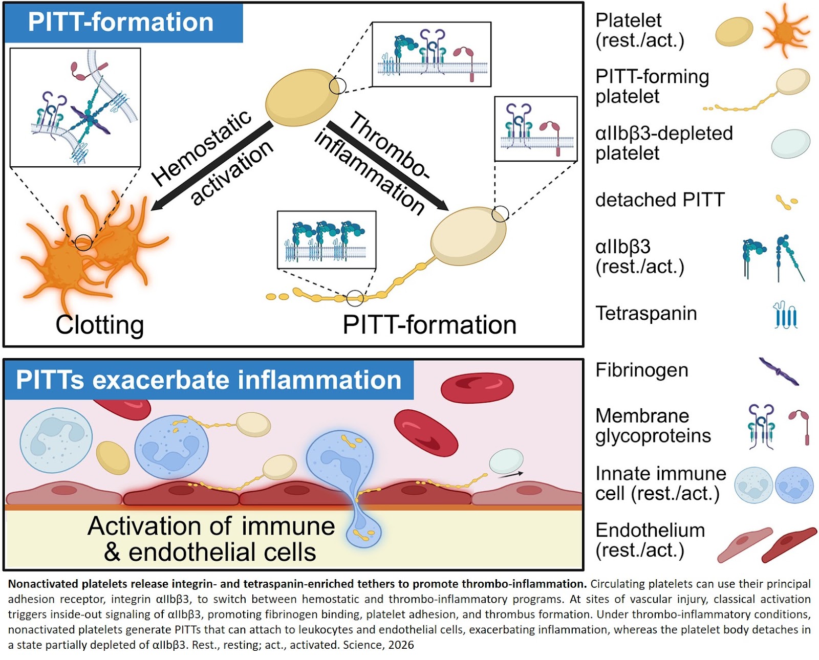 A novel inflammatory function of platelets