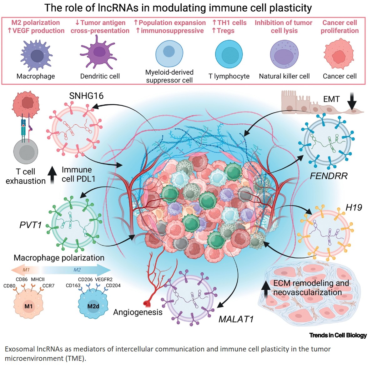 Tumor microenvironment reprogramming by immune cell lncRNAs