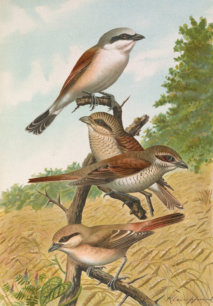 Lanius collurio Lanius isabellinus Ehrenberg