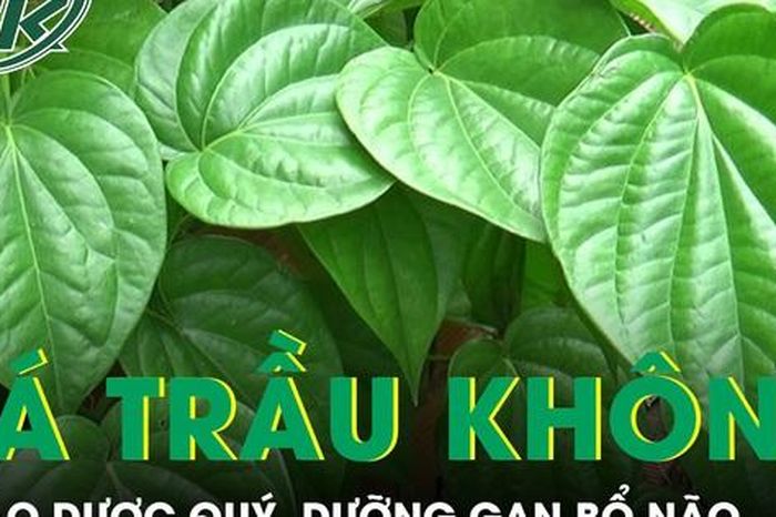 Lá trầu không thảo dược quý, dưỡng gan bổ não - Báo Sức Khỏe &amp; Đời Sống