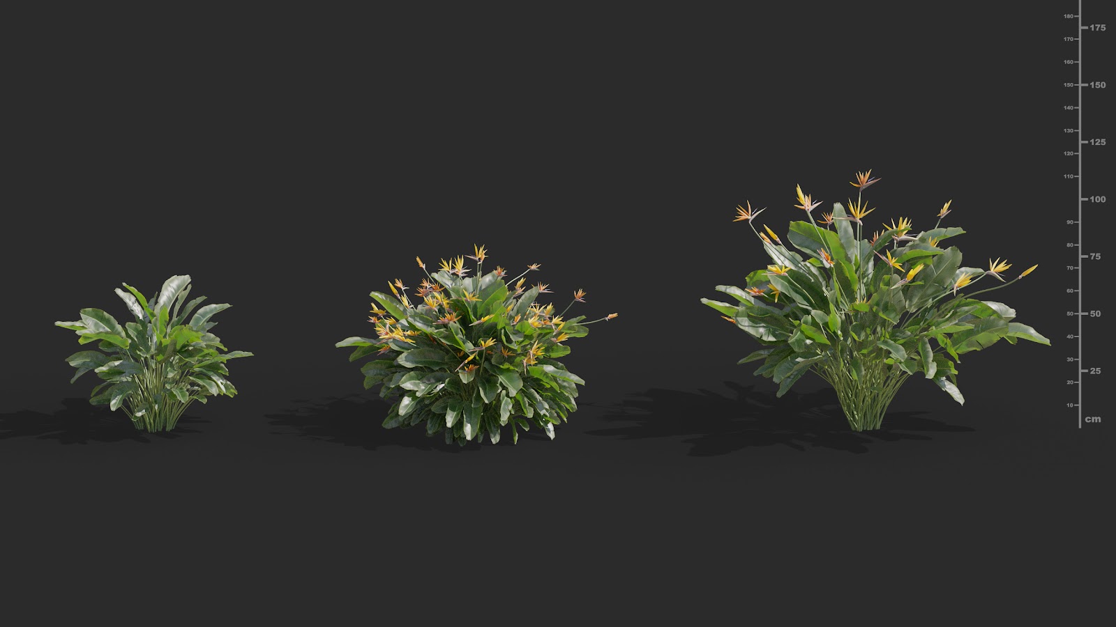 Maxtree - Plant Models Vol.72
