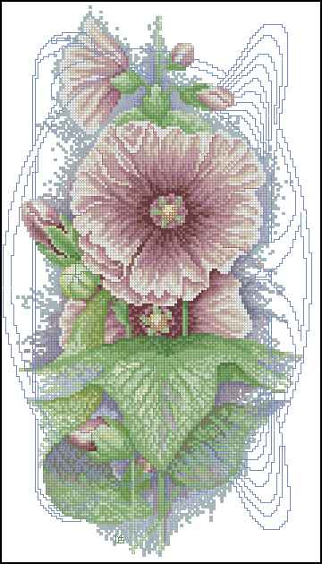 CMP 171181 Bristly Hollyhock