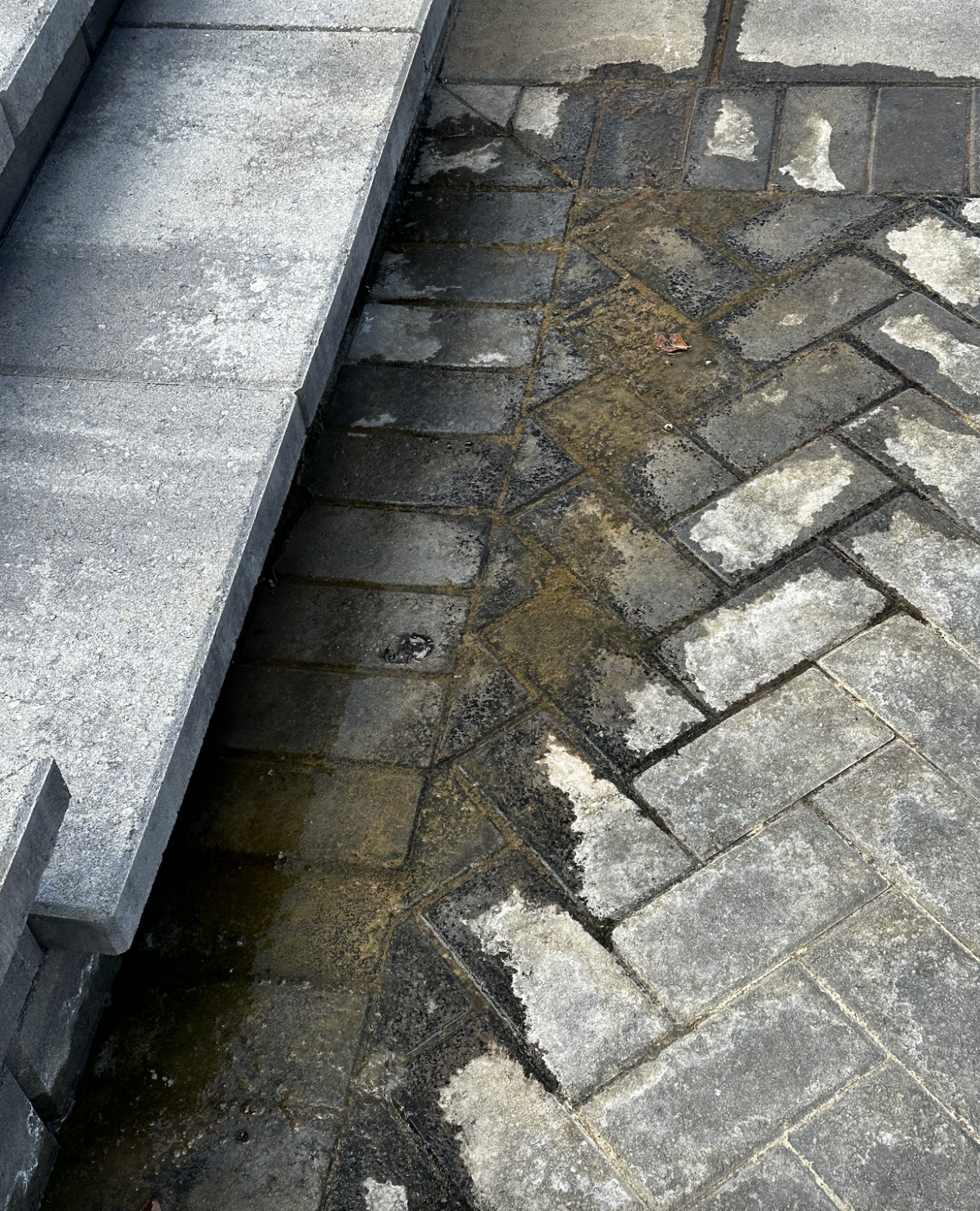 Backyard damage from defective irrigation — ongoing 2022-2023