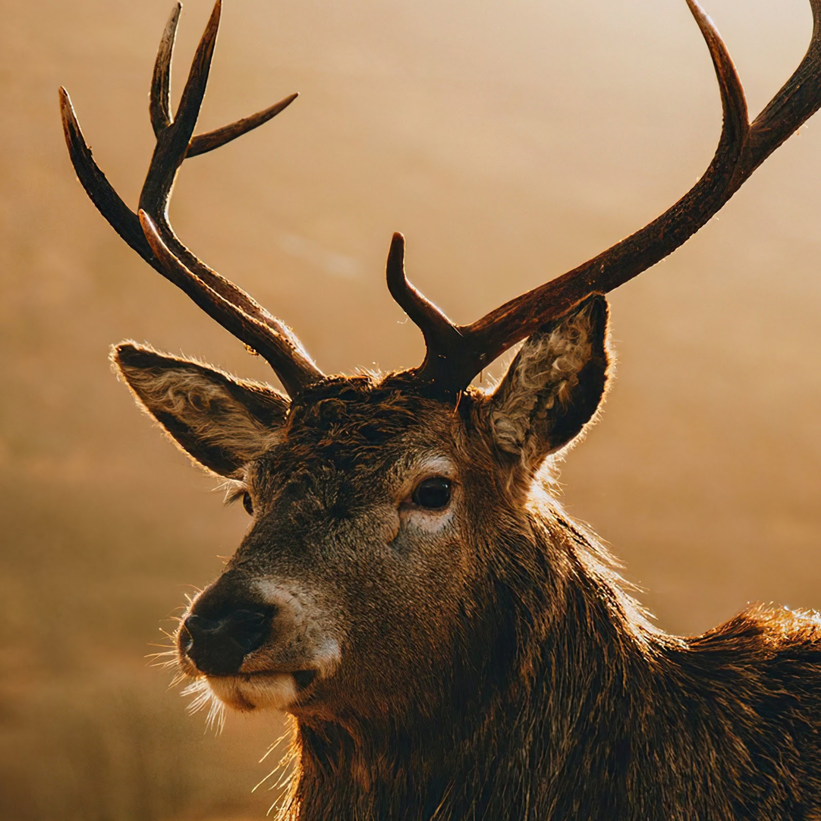 Download Deer, Antlers, Wildlife, Mammal, Nature 4K iPhone