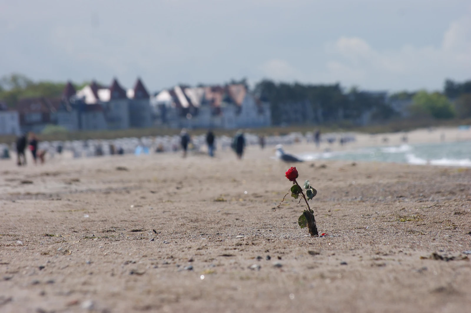 Red Rose On The Beach - Nature Photography 4K Wallpaper (4592x3056)