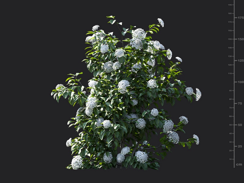 Maxtree - Plant Models Vol.115