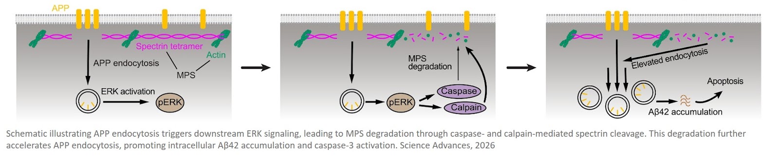 Membrane-associated periodic skeleton regulates major forms of endocytosis in neurons through a signaling-driven positive feedback loop