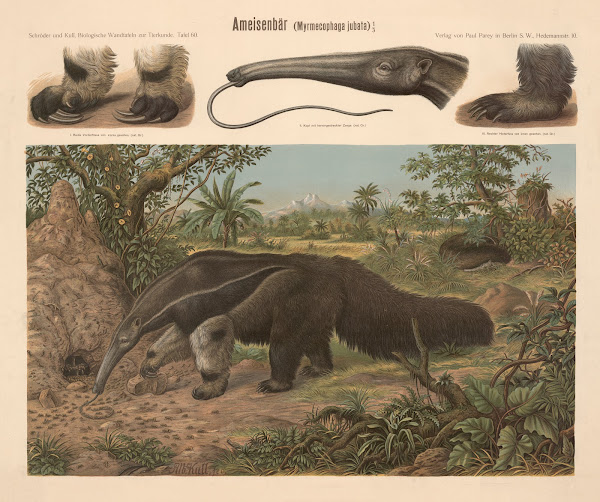 Anteater Myrmecophaga jubata