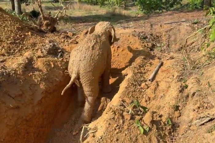 Hàng chục hố sâu, giếng hoang đe dọa an toàn đàn voi rừng quý hiếm ở Đồng Nai - Báo Xây Dựng