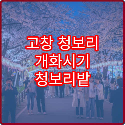 고창 청보리 개화시기 청보리밭 절정 시기