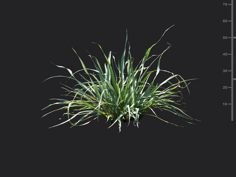 Maxtree - Plant Models Vol.115