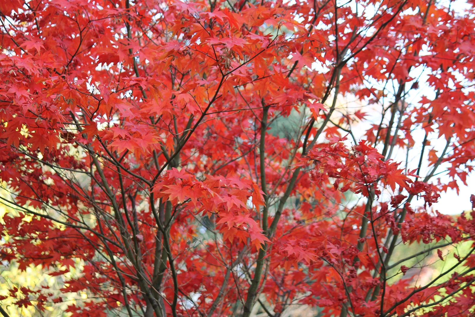 Fall, Twigs, Plants, Leaves, Outdoors 4K Desktop, iPhone Wallpaper Background