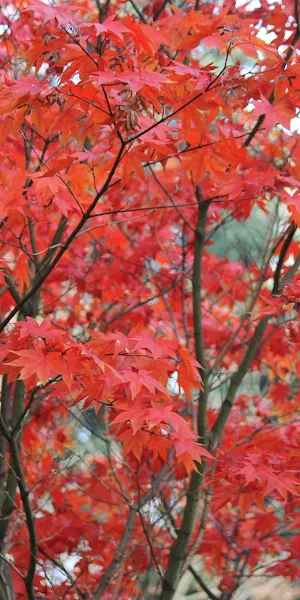 Fall, Twigs, Plants, Leaves, Outdoors 4K Wallpaper Background