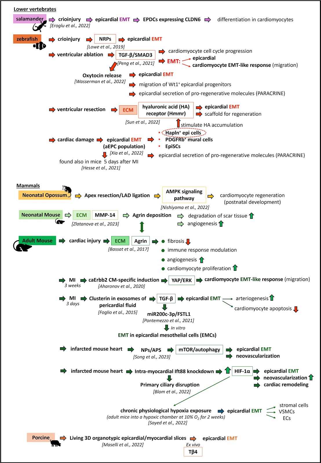Epicardial EMT and cardiac repair: an update