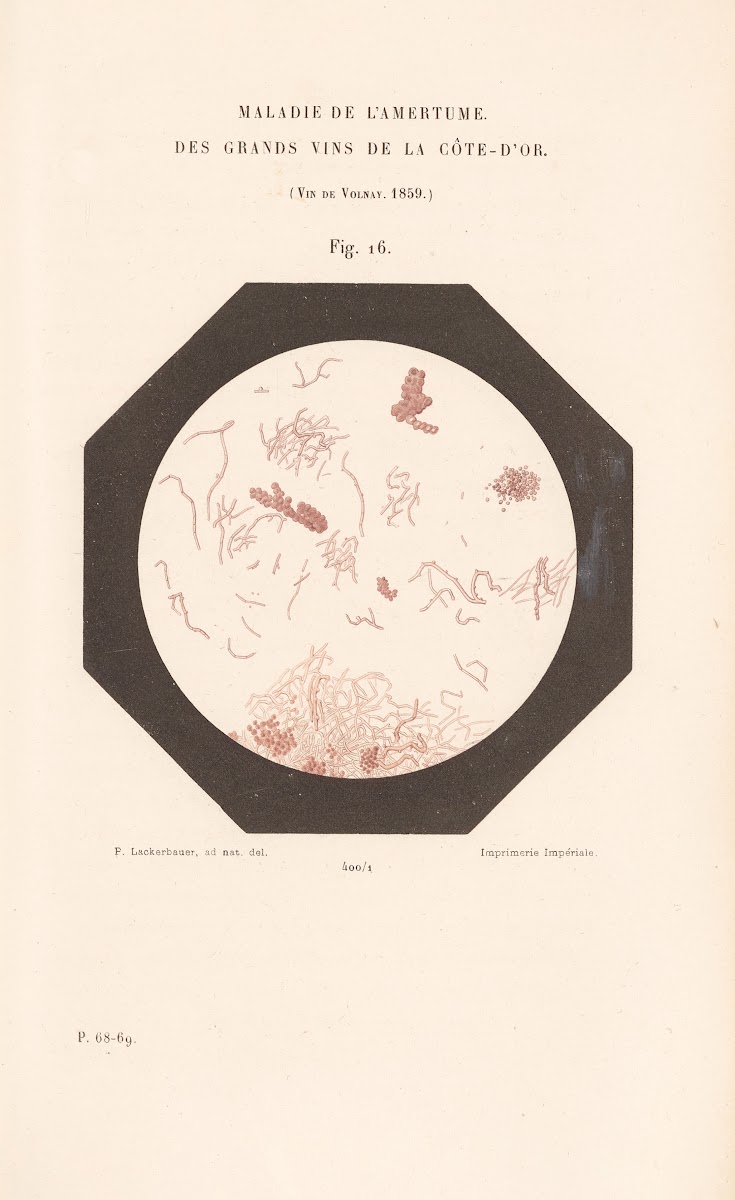 Études Sur Le Vin Pl11 1866