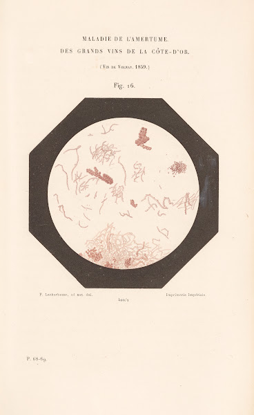 Études Sur Le Vin Pl11 1866