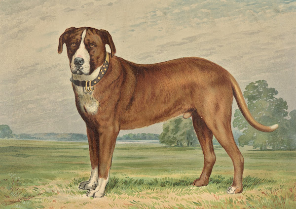 Standing Mountain Dog facing left 1880